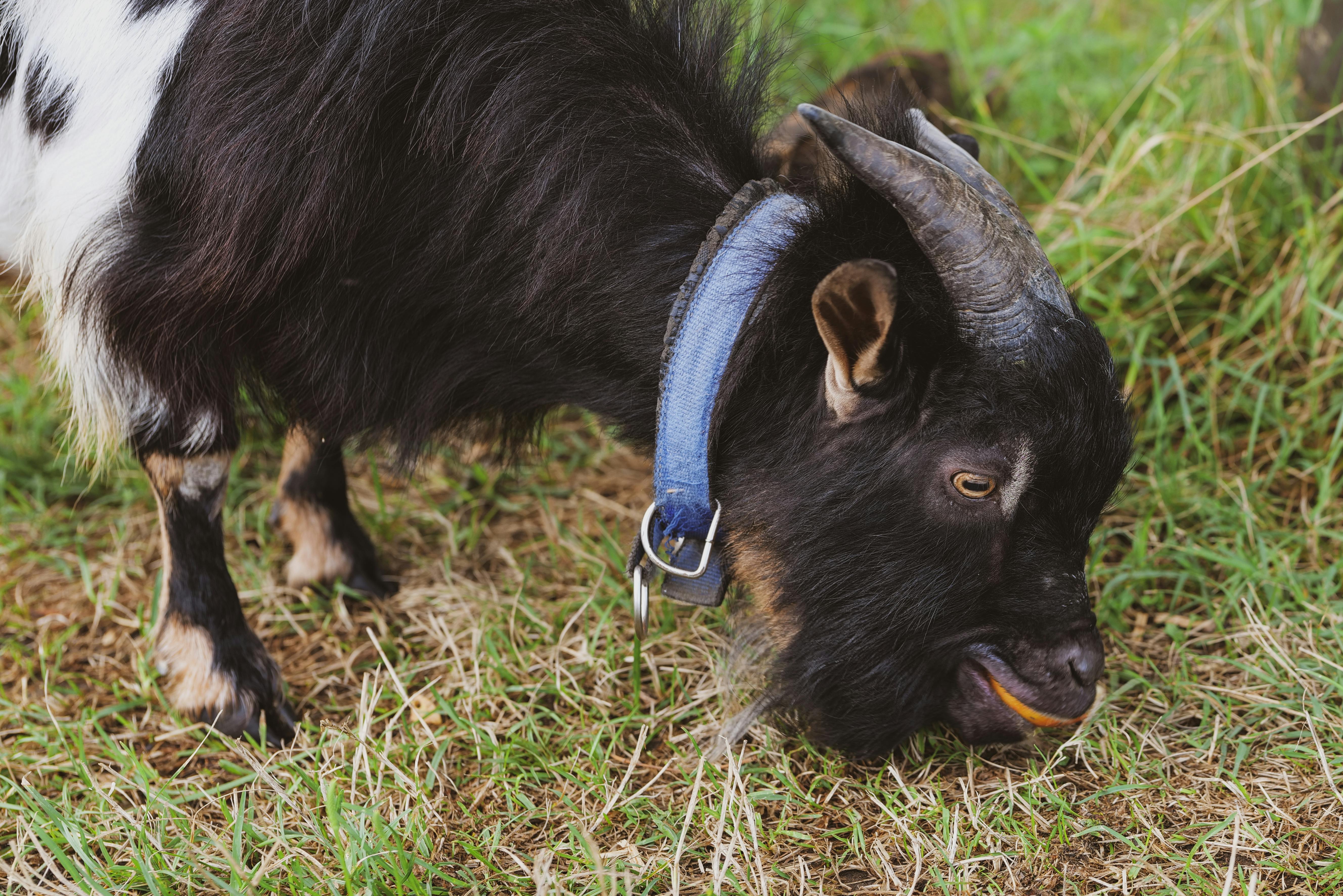 grátis Foto profissional grátis de @exterior, agricultura, alimentando Foto profissional