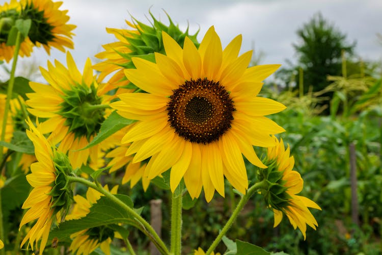 Yellow Sunflowers Growing In A Field