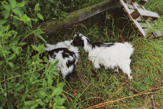 Charming miniature goats grazing in a lush field in rural Croatia, showcasing natural livestock life.