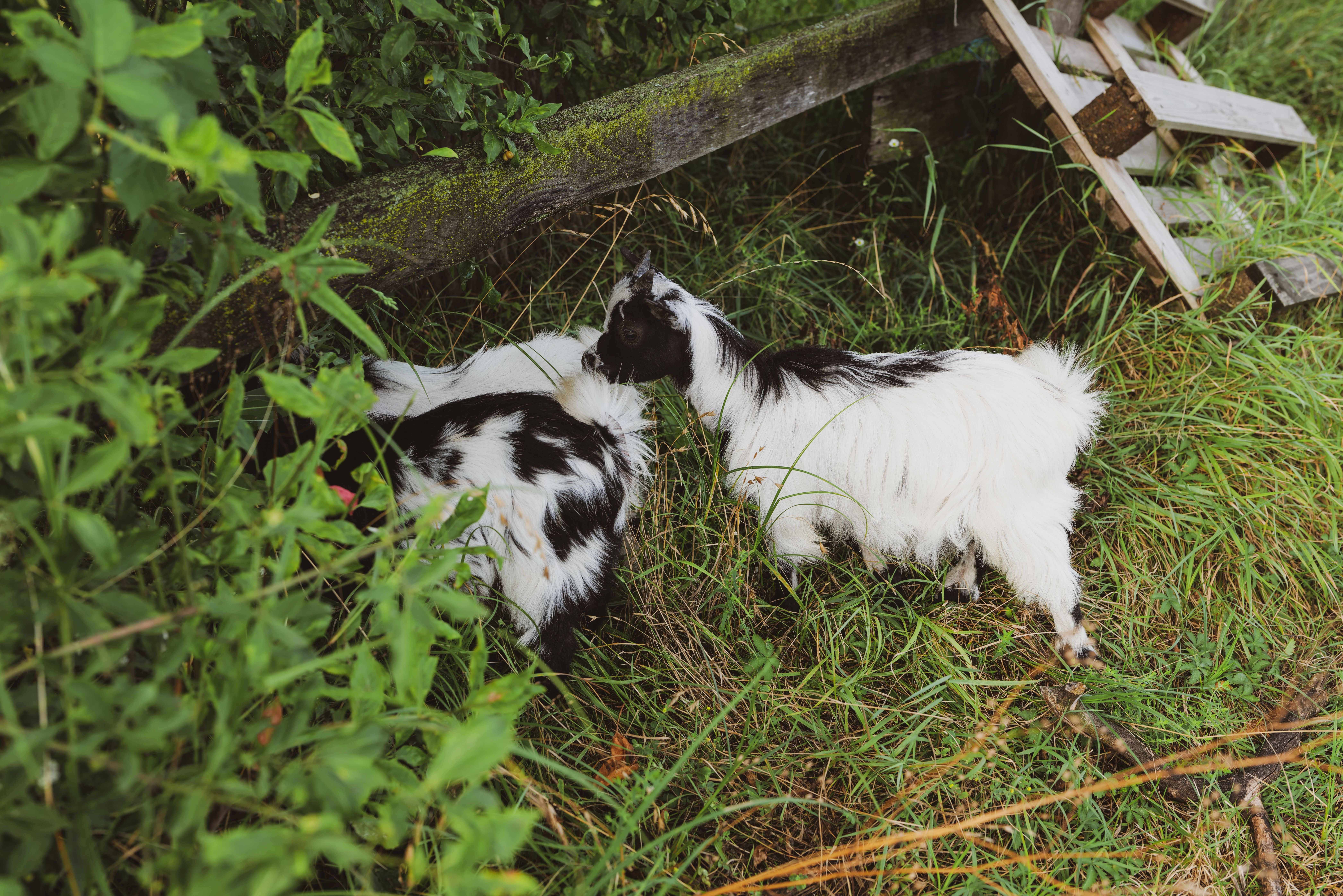 Miniature Goats Photos, Download The BEST Free Miniature Goats Stock ...