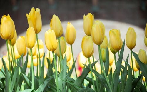 Gratis arkivbilde med blomster, frisk, gul