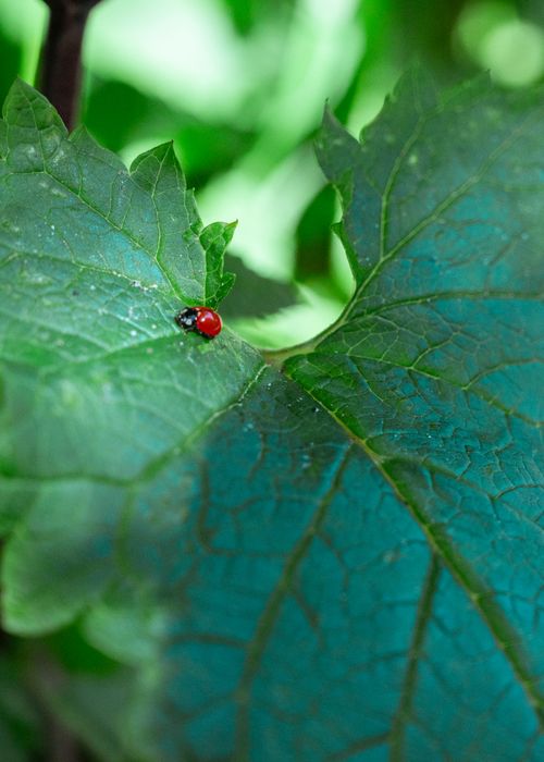 Free Vibrant image of a red ladybug resting on a lush green leaf, captured in natural light. Stock Photo