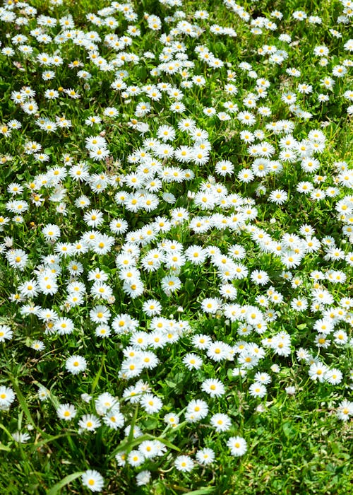 Photos gratuites de champ, fermer, fleurs blanches