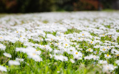 Free A serene field of daisies in full bloom, capturing the essence of spring in San Francisco. Stock Photo