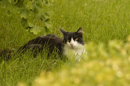 Cat Lying Down on Grass