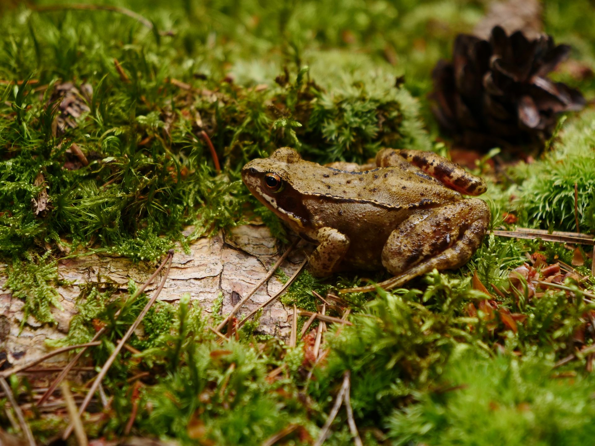 Close-up of a frog on a mossy forest floor, captured in a natural setting.