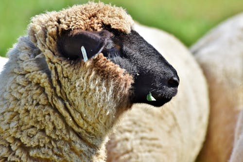 Základová fotografie zdarma na téma ovce, vlna