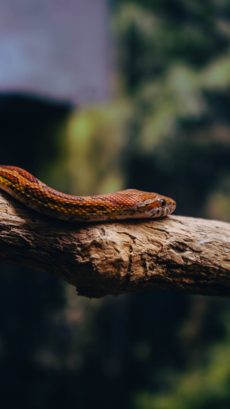 Snake On Tree Branch