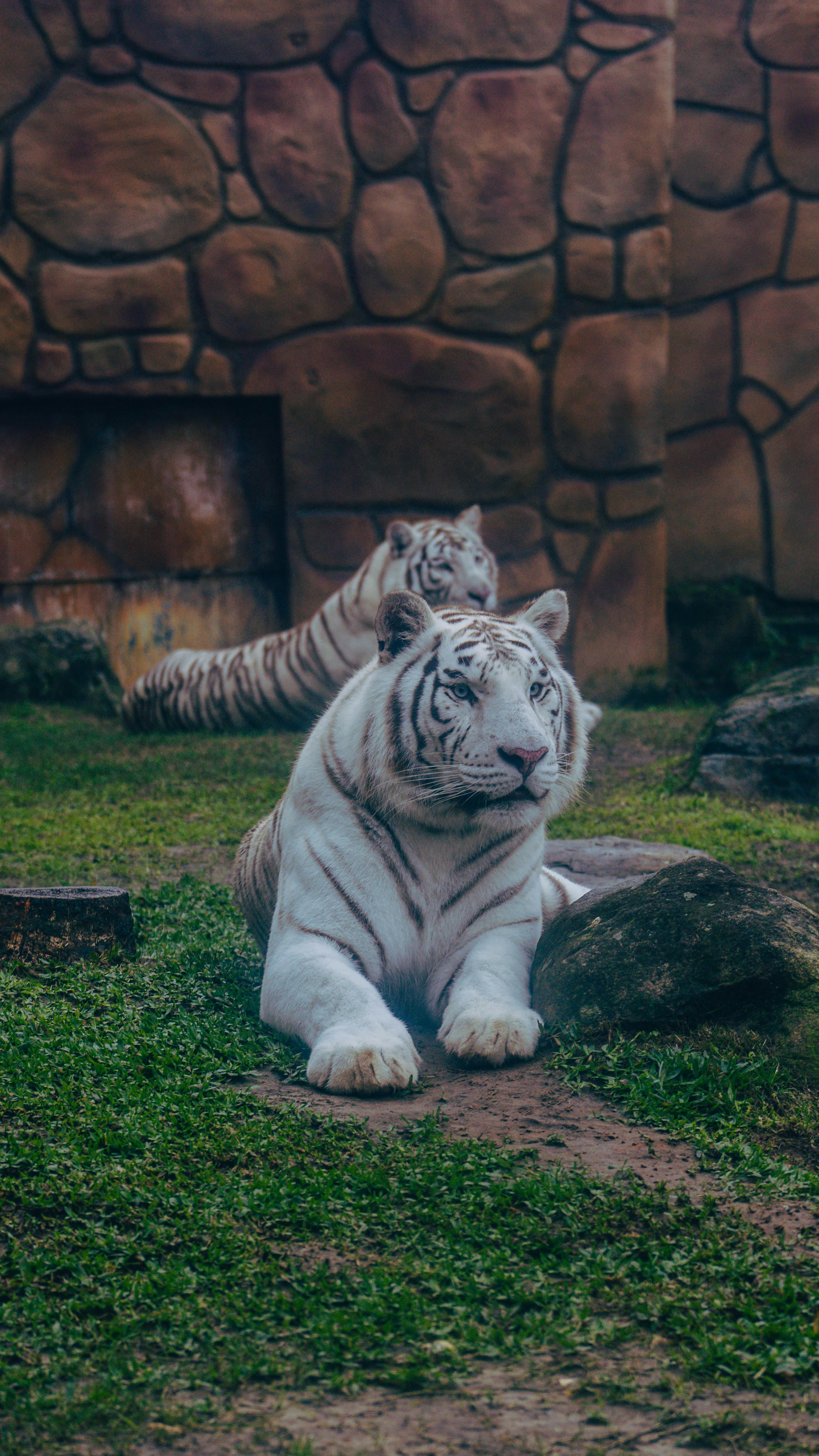White Tigers at the Zoo · Free Stock Photo