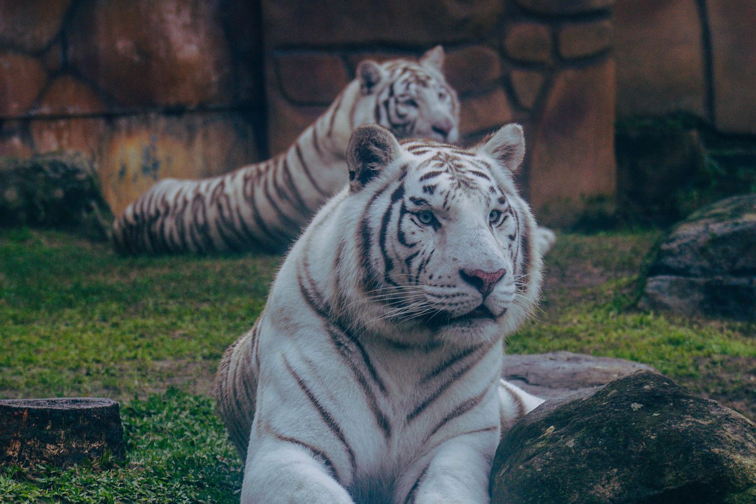 Biolife Animal Animal Image Photos, Download The BEST Free Animal Image Stock Photos ...