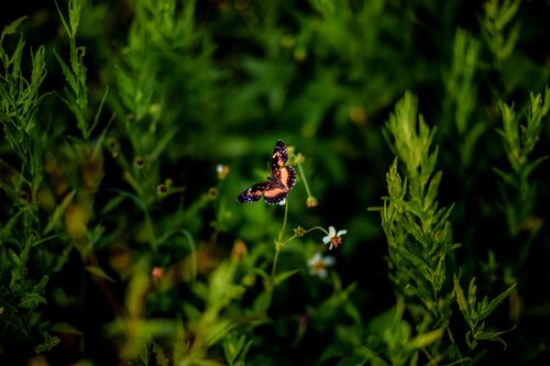 Free Captivating close-up of a bordered patch butterfly perched on vibrant green foliage. Stock Photo