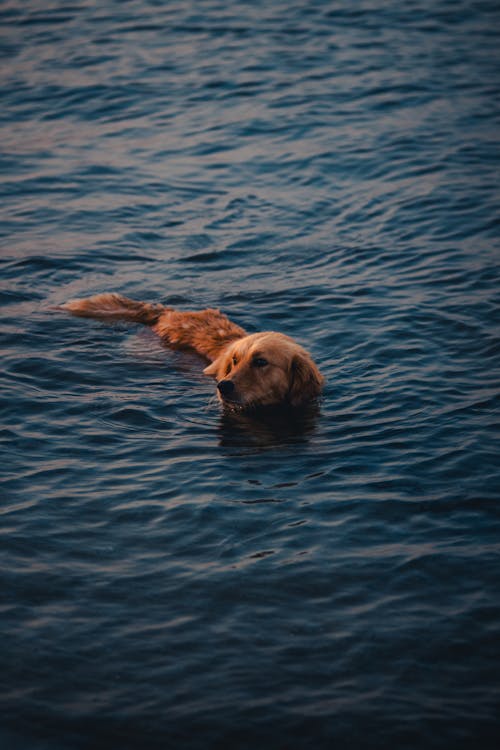 Dog Swimming in Water