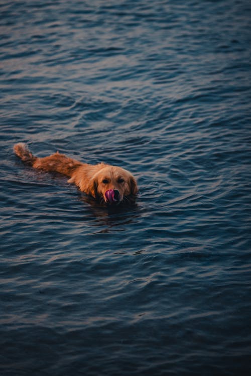 Dog Swimming in Lake