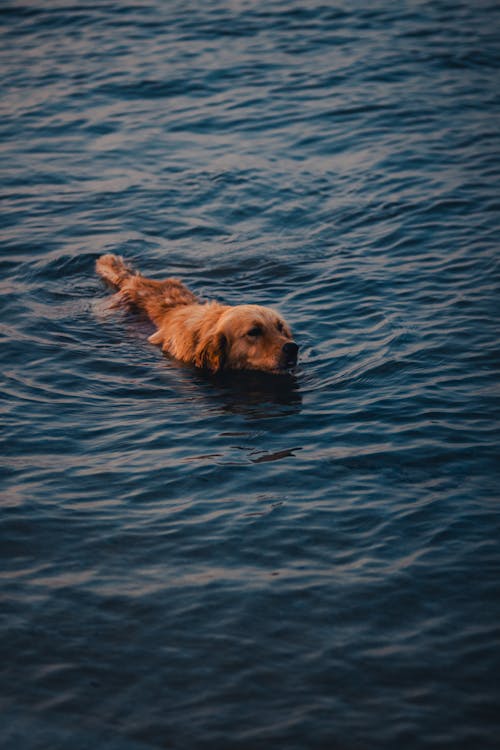 Darmowe zdjęcie z galerii z fotografia zwierzęcia, jezioro, pies