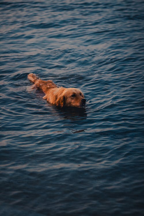 Dog Swimming in Lake