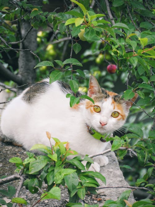 A Domestic Cat Sitting on a Rock Outside