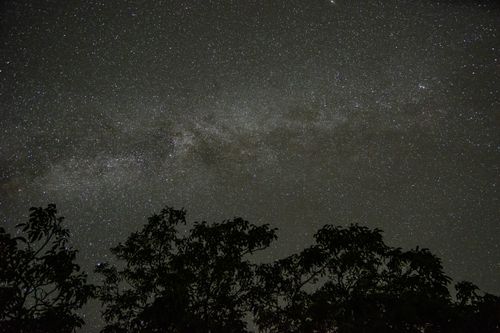 Free A captivating view of a starry sky with silhouetted trees, ideal for astronomy enthusiasts. Stock Photo