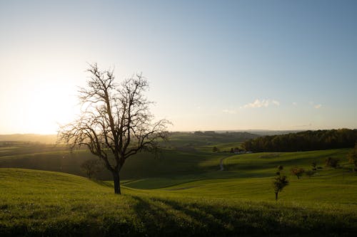 Single Tree in Countryside at Sunset