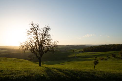 Free A tranquil rural scene with a solitary tree at sunset in Siblingen, Switzerland. Stock Photo