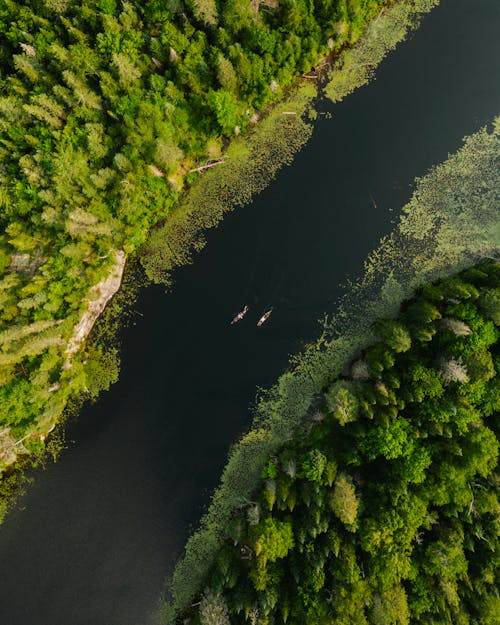 Canoes on River in Forest
