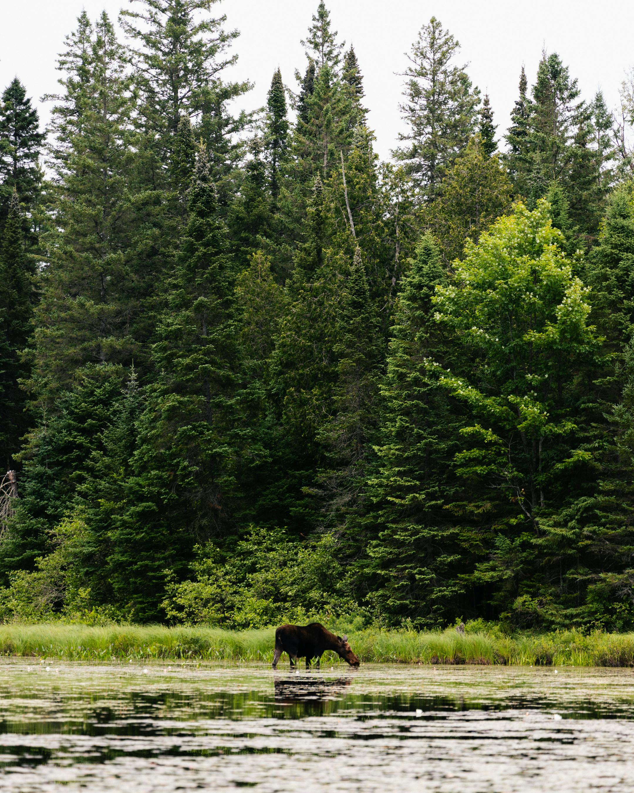 Majestic moose grazing along a tranquil river in Algonquin Park, Canada. Lush forest backdrop.