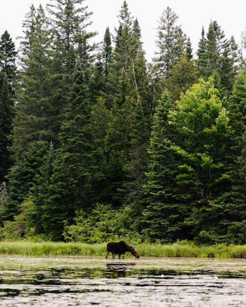 Moose in River with Forest near