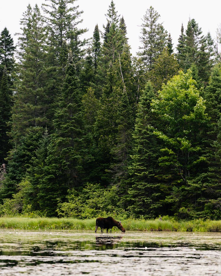 Moose In River With Forest Near