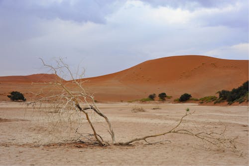 Withered Tree on Barren Desert
