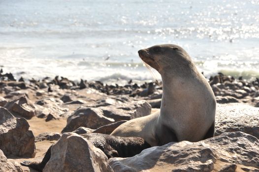 A seal relaxes on the rocky shore with the sea in the background under bright daylight.