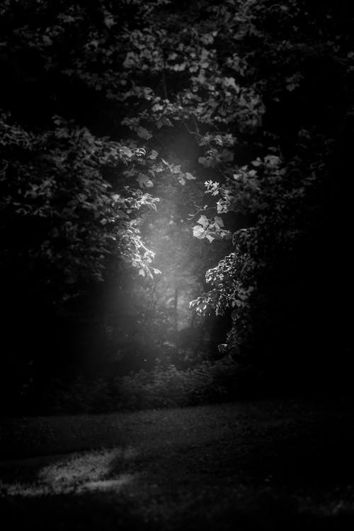 Základová fotografie zdarma na téma černobílý, les, paprsek světla