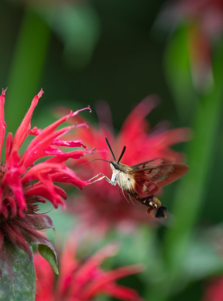 Close-up Of A Hummingbird Hawk-moth On A Pink Flower 