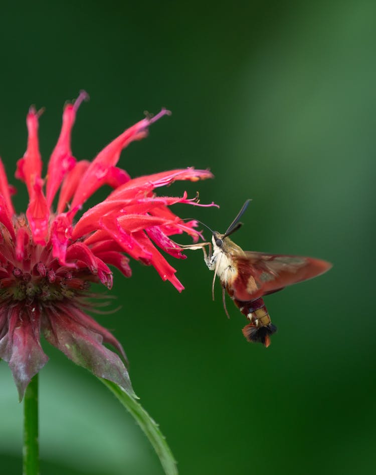 Close-up Of A Hummingbird Hawk-moth On A Pink Flower