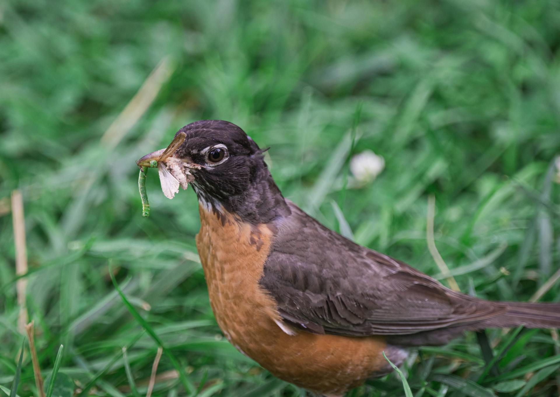 Close-up of an American Robin with Worms in the Beak