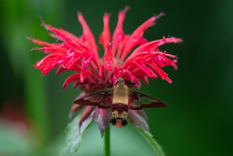 Close-up Of A Hummingbird Hawk-moth On A Pink Flower