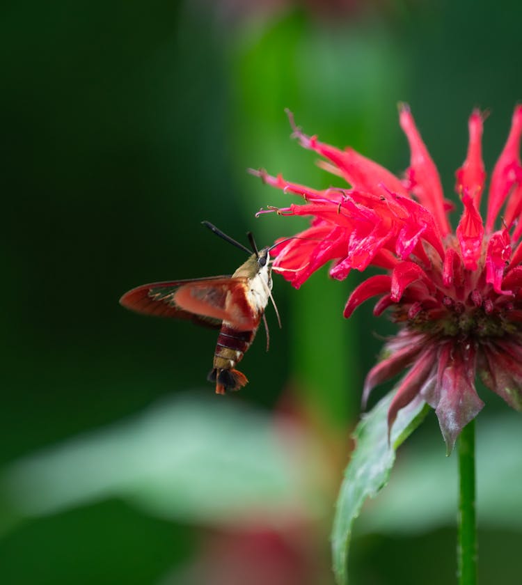 Close-up Of A Hummingbird Hawk-moth On A Pink Flower