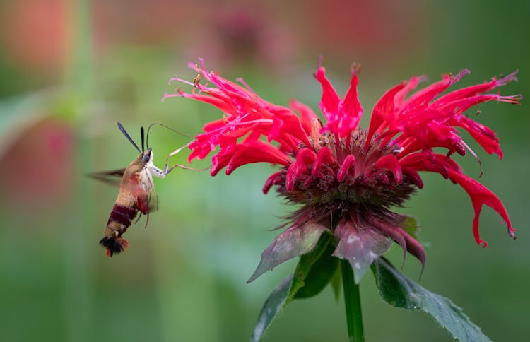 Butterfly On Pink Bergamot Flower