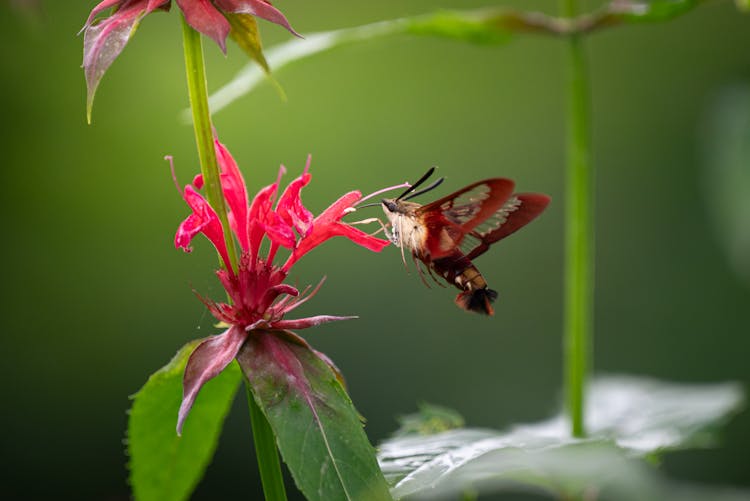 Butterfly On Pink Flower