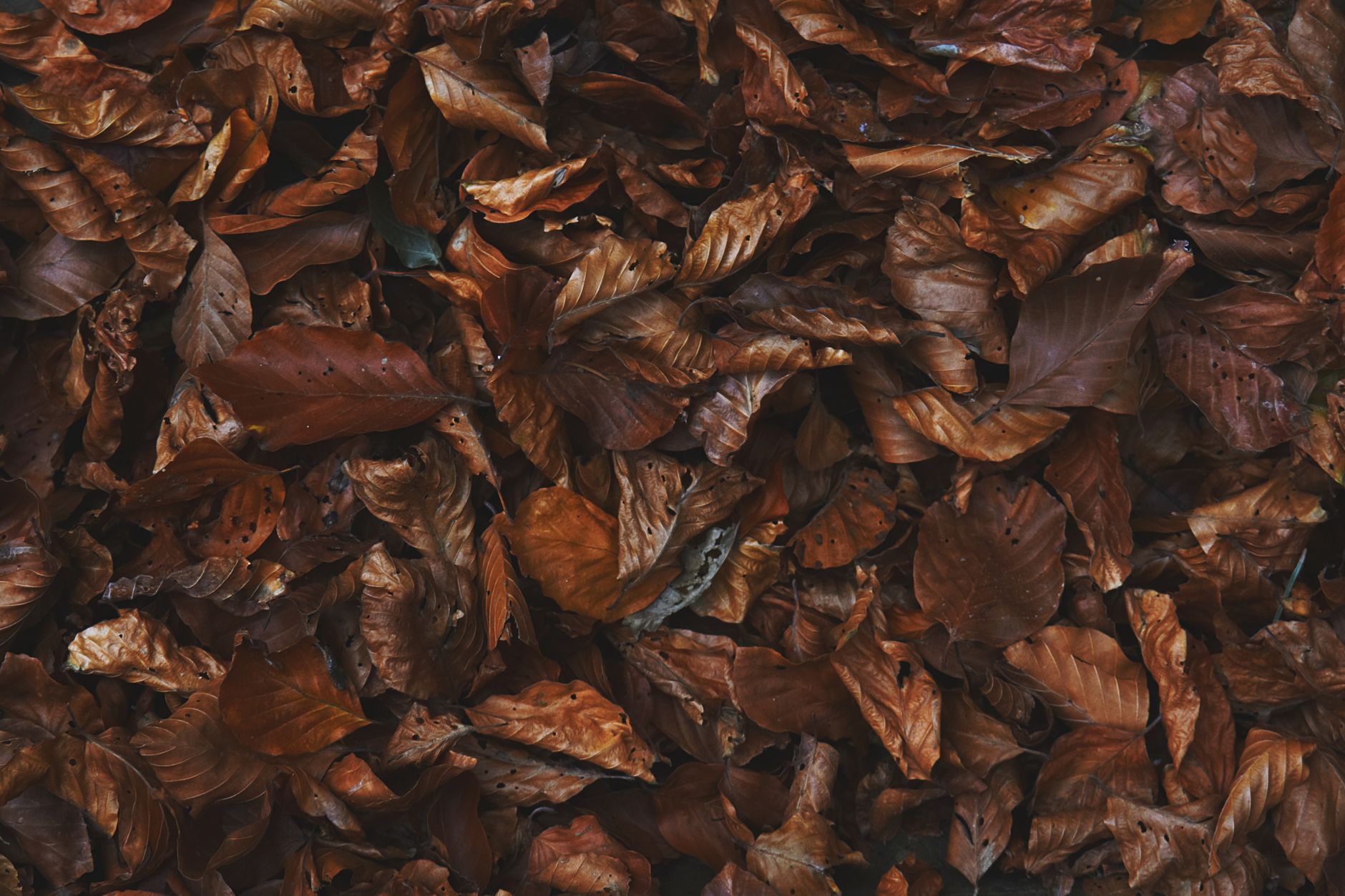 Loose brown autumn leaves forming a natural surface layer