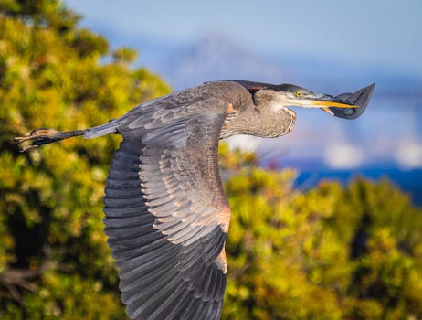 A striking image of a heron gracefully flying over vibrant green foliage, capturing its elegance and detail.