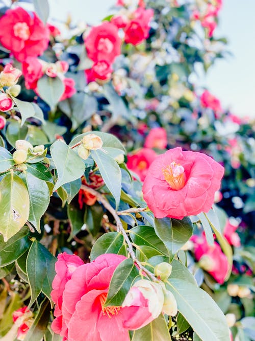 Flowering Decorative Climber Plant