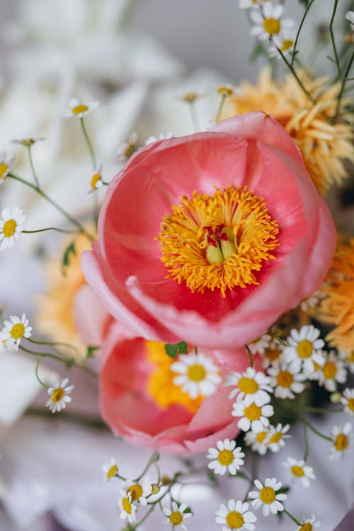 Gratis Fotos de stock gratuitas de arreglo floral, de cerca, enfoque selectivo Foto de stock