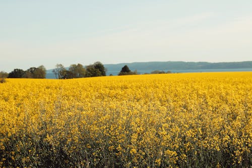 Kostnadsfri bild av fält, gul, landsbygden