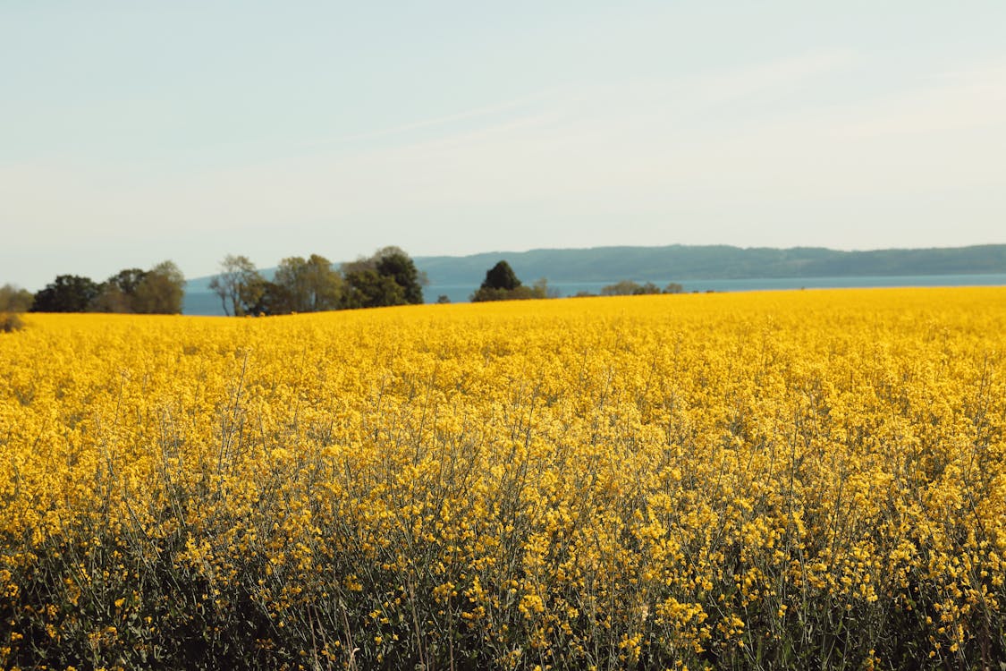 Gratis lagerfoto af bane, gul, landdistrikt