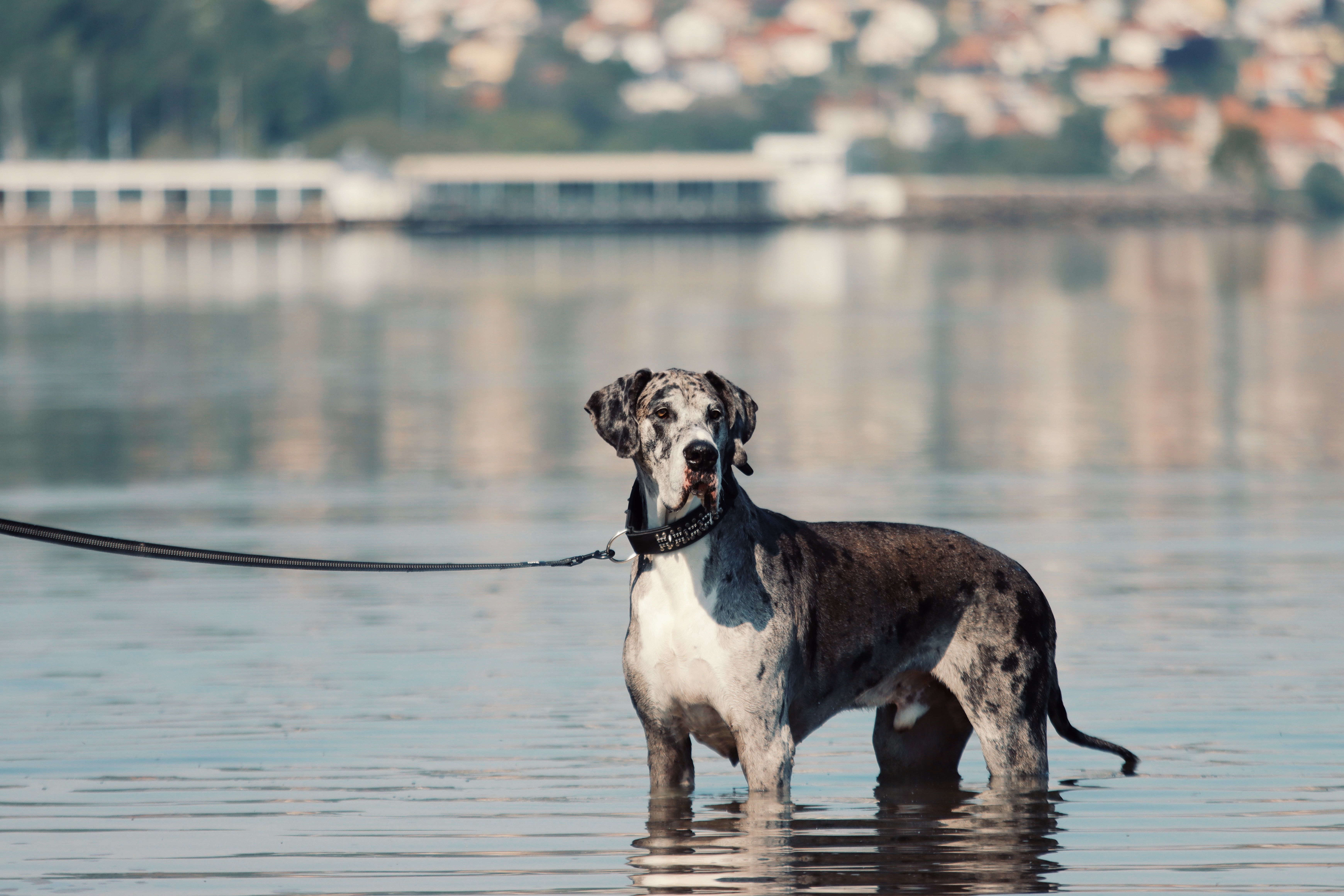 GEGO Launches Advanced GPS Pet Tracker as Demand for Real-Time Pet Safety Technology Accelerates — Photo by Efrem  Efre on Pe