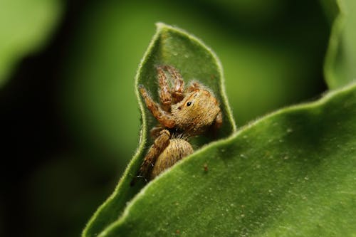 Close-up of a Jumping Spider Sitting on a Green Leaf