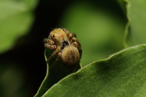 Безкоштовне стокове фото на тему «dendryphantes, Вибірковий фокус, впритул»