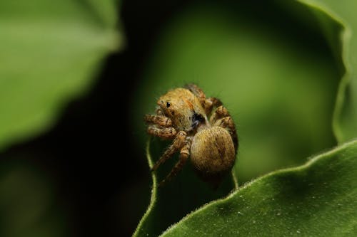 bitki örtüsü, dendrifantes, hayvan fotoğrafçılığı içeren Ücretsiz stok fotoğraf