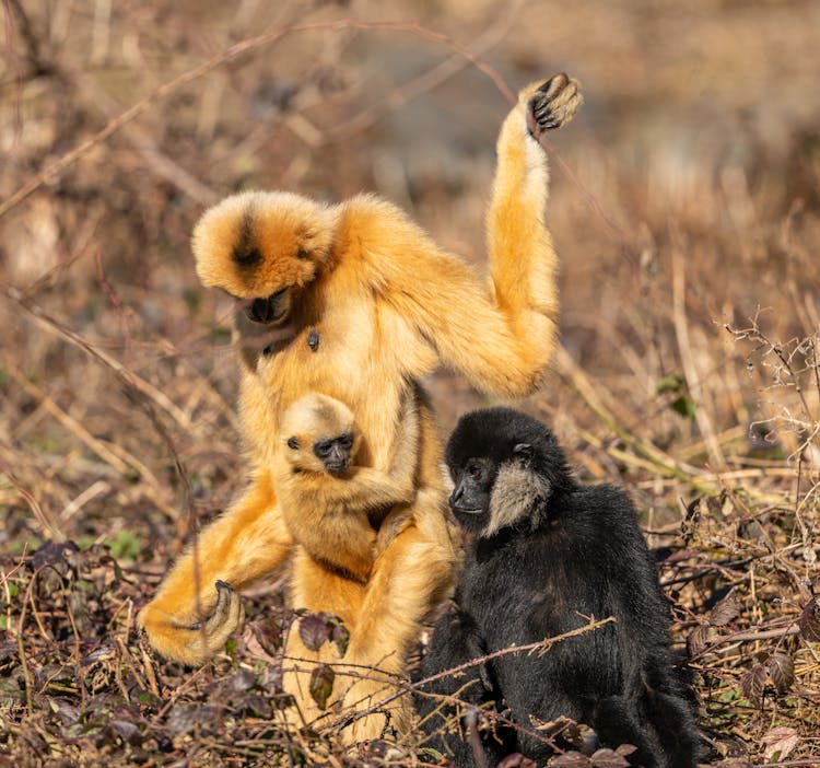 Monkey Family On Grass