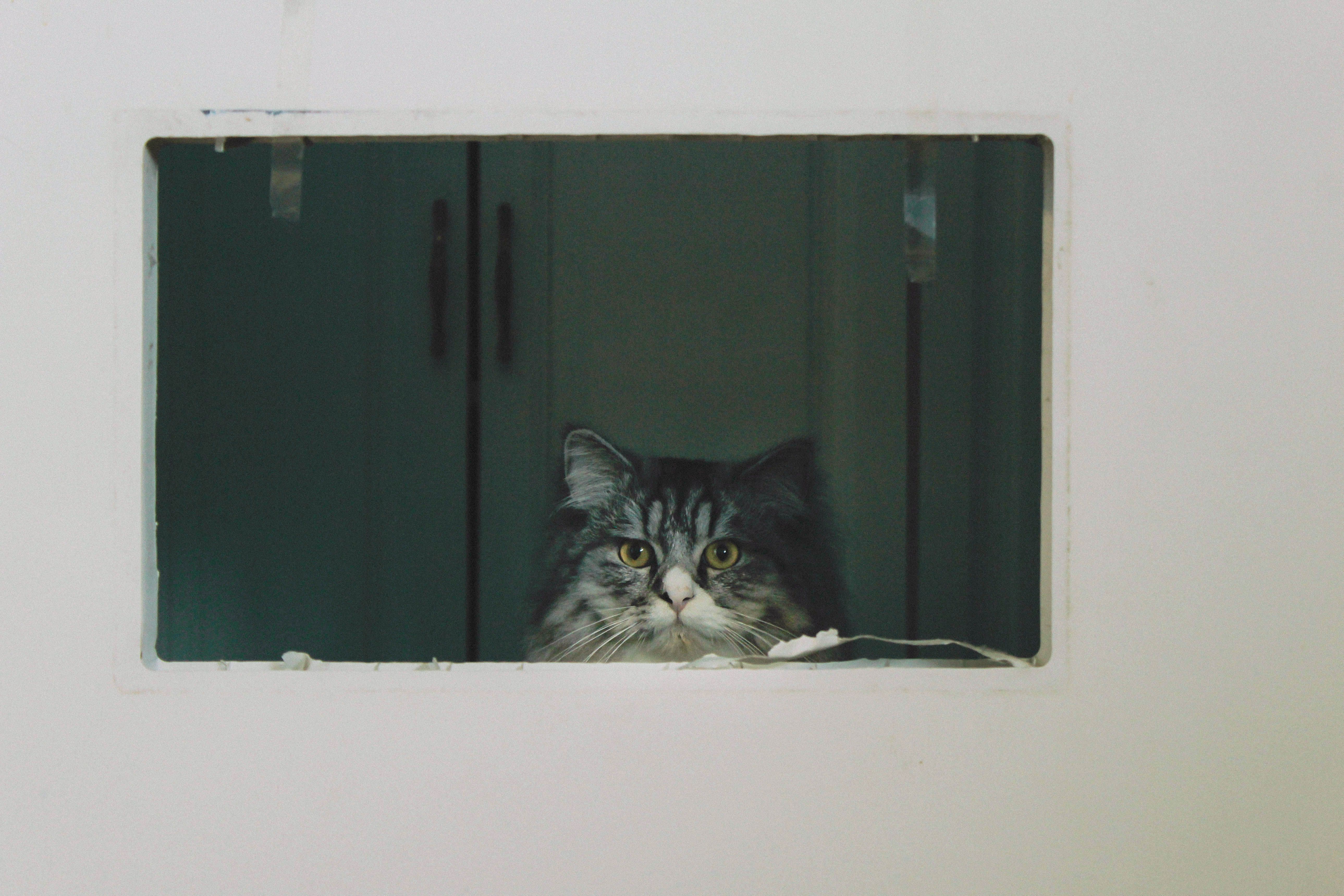 Microchip Cat Flaps: The Smart Way to Protect Your Home & Cat (2026)