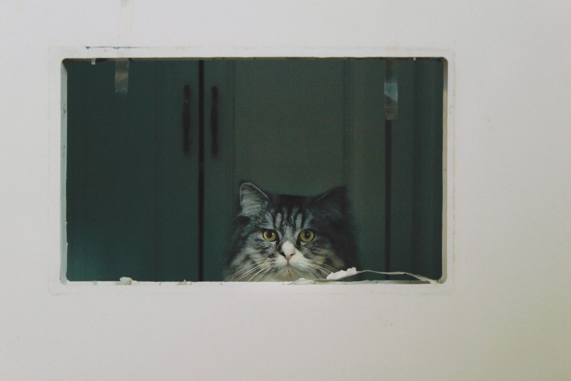 Portrait of a cat at a veterinary clinic